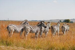 Safari en Tanzanie : quels sont les avantages et les lieux à visiter