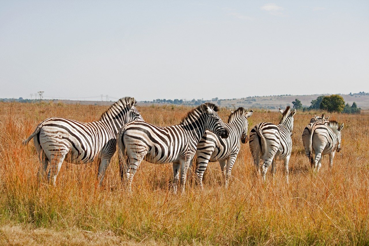 Safari en Tanzanie : quels sont les avantages et les lieux à visiter